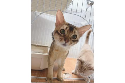 成約済の東京都のソマリ-21943の7枚目