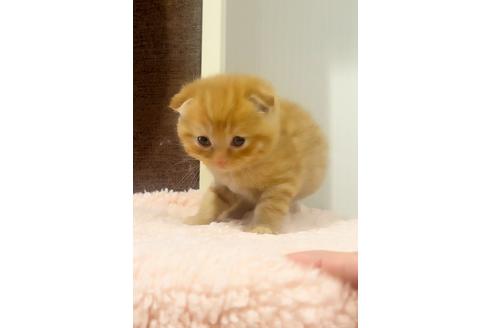 成約済の千葉県のスコティッシュフォールド-22057の2枚目