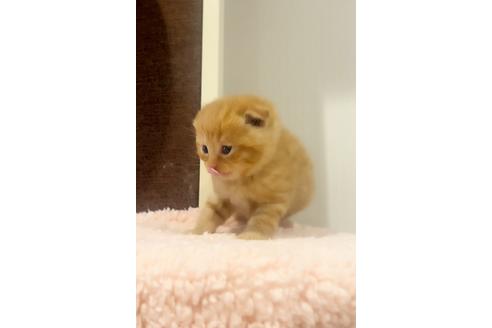 成約済の千葉県のスコティッシュフォールド-22057の3枚目