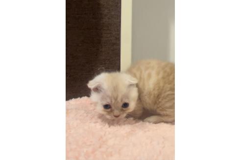 成約済の千葉県のマンチカン-22059の2枚目