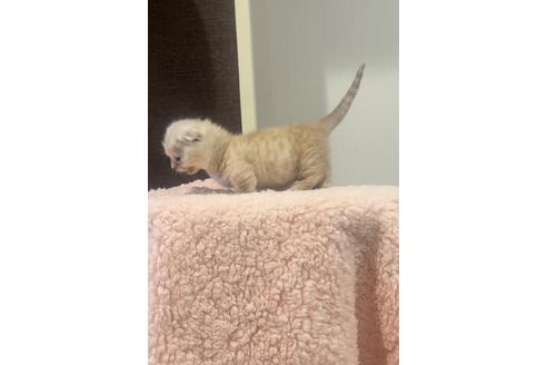 成約済の千葉県のマンチカン-22059の3枚目