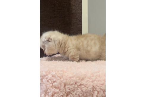成約済の千葉県のマンチカン-22059の5枚目