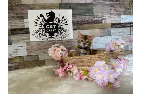 成約済の神奈川県のベンガル-22087の1枚目