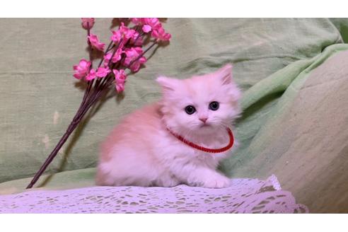 成約済の埼玉県のスコティッシュフォールド-22134の5枚目