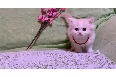 成約済の埼玉県のスコティッシュフォールド-22134の3枚目