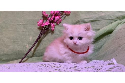 成約済の埼玉県のスコティッシュフォールド-22134の2枚目
