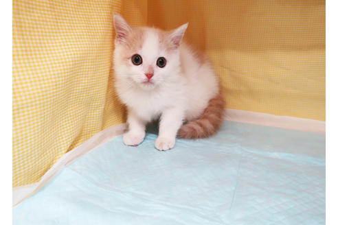 成約済の東京都のマンチカン-22111の2枚目