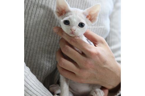 成約済の愛知県のその他の猫種-22167