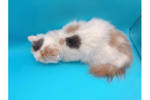 成約済の東京都のスコティッシュフォールド-20498の10枚目