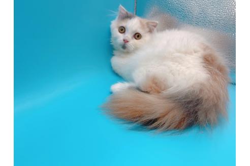 成約済の東京都のスコティッシュフォールド-20498の6枚目