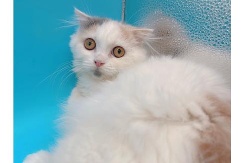 成約済の東京都のスコティッシュフォールド-20498の9枚目