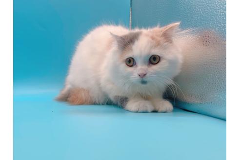 成約済の東京都のスコティッシュフォールド-20498の8枚目