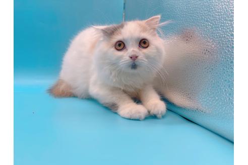 成約済の東京都のスコティッシュフォールド-20498の7枚目