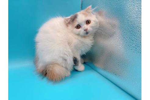 成約済の東京都のスコティッシュフォールド-20498の1枚目