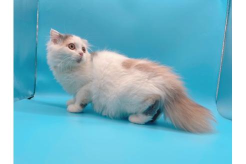 成約済の東京都のスコティッシュフォールド-20498の4枚目