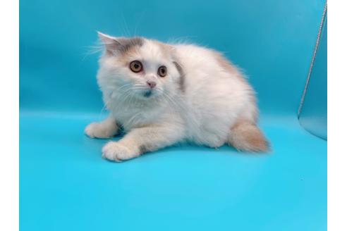 成約済の東京都のスコティッシュフォールド-20498の3枚目