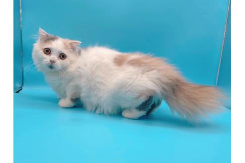 成約済の東京都のスコティッシュフォールド-20498の2枚目