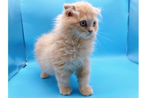 成約済の東京都のスコティッシュフォールド-21206の8枚目