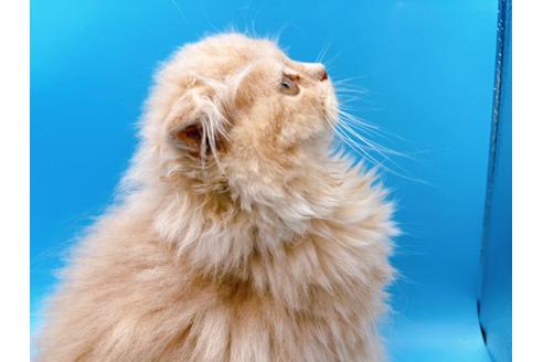 成約済の東京都のスコティッシュフォールド-21206の9枚目