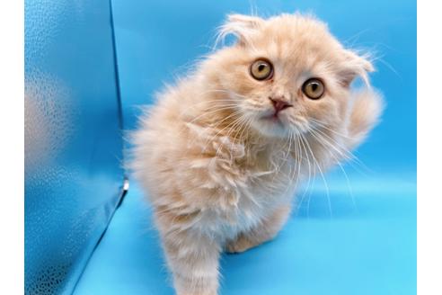 成約済の東京都のスコティッシュフォールド-21206の1枚目