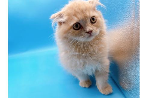 成約済の東京都のスコティッシュフォールド-21206の2枚目