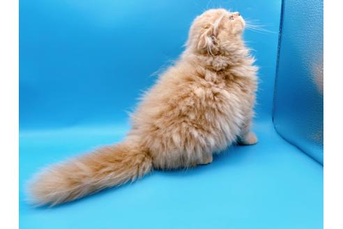 成約済の東京都のスコティッシュフォールド-21206の3枚目