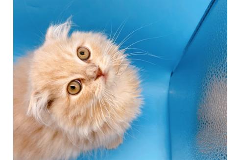 成約済の東京都のスコティッシュフォールド-21206の5枚目