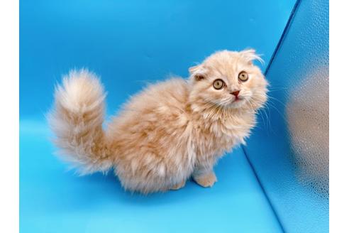 成約済の東京都のスコティッシュフォールド-21206の6枚目