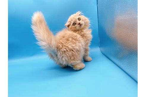 成約済の東京都のスコティッシュフォールド-21206の7枚目