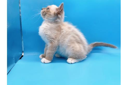 成約済の東京都のラグドール-21198の7枚目