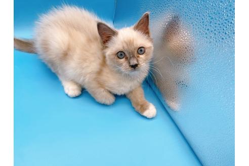 成約済の東京都のラグドール-21198の10枚目