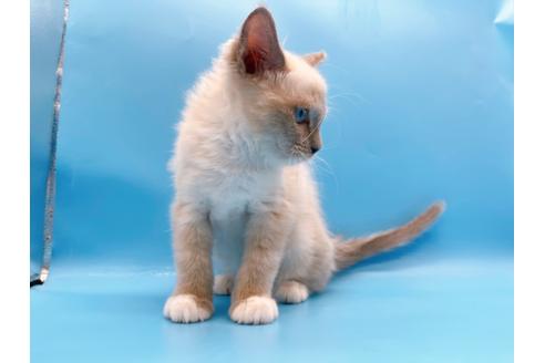 成約済の東京都のラグドール-21198の9枚目