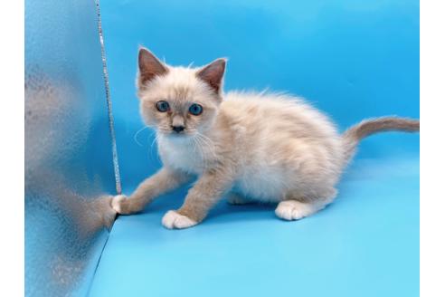 成約済の東京都のラグドール-21198の8枚目