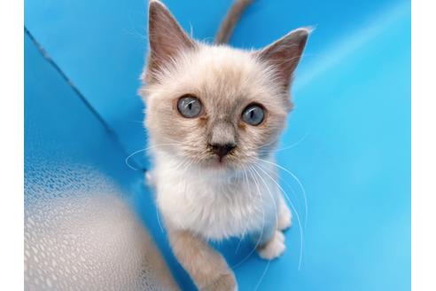 成約済の東京都のラグドール-21198の3枚目