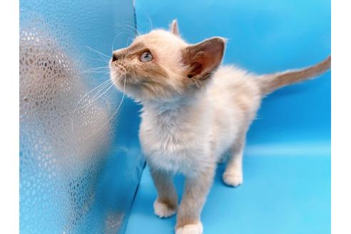 成約済の東京都のラグドール-21198の6枚目