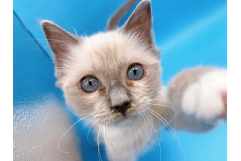 成約済の東京都のラグドール-21198の1枚目