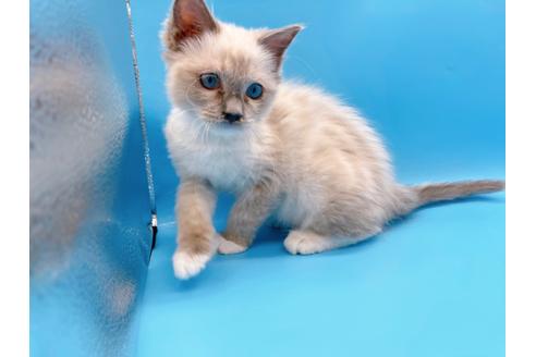 成約済の東京都のラグドール-21198の5枚目