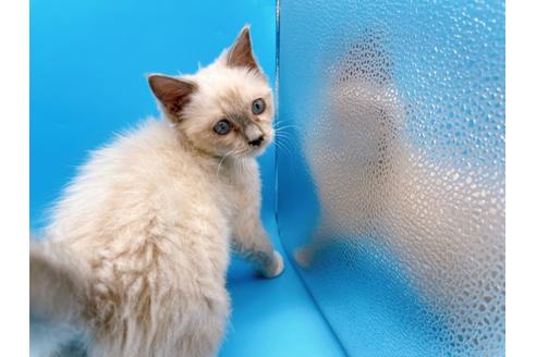 成約済の東京都のラグドール-21198の2枚目