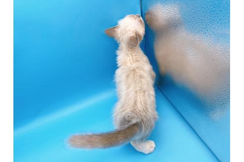 成約済の東京都のラグドール-21198の4枚目