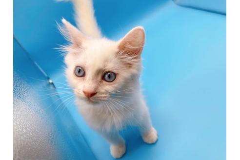 成約済の東京都のマンチカン-20325の7枚目