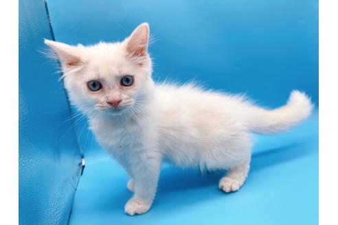 成約済の東京都のマンチカン-20325の6枚目