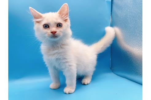 成約済の東京都のマンチカン-20325の1枚目