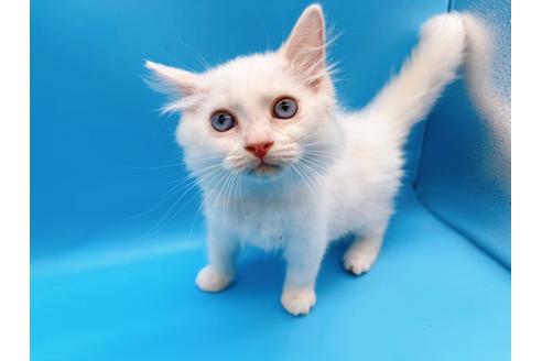 成約済の東京都のマンチカン-20325の4枚目