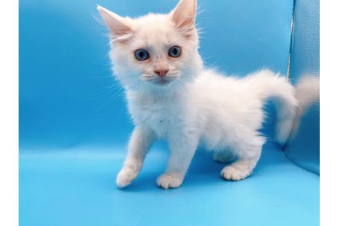 成約済の東京都のマンチカン-20325の3枚目