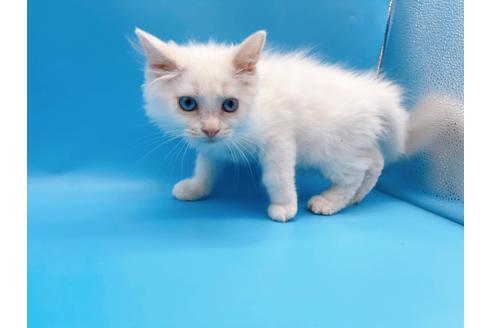 成約済の東京都のマンチカン-20325の2枚目