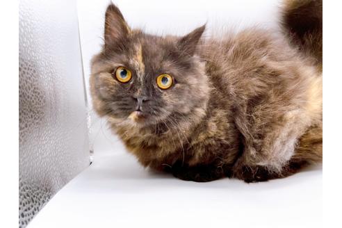 ミヌエットでブラック系の子猫を探す（30ページ目）｜子猫
