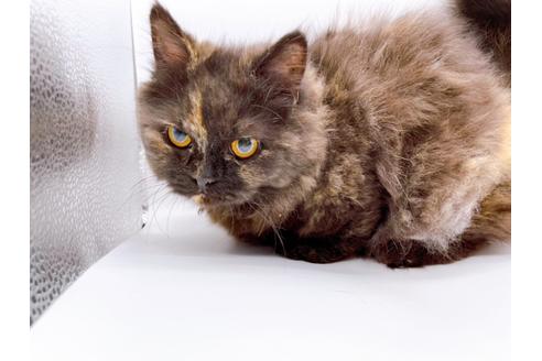 成約済の東京都のミヌエット-20242の5枚目