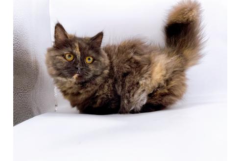 成約済の東京都のミヌエット-20242の4枚目