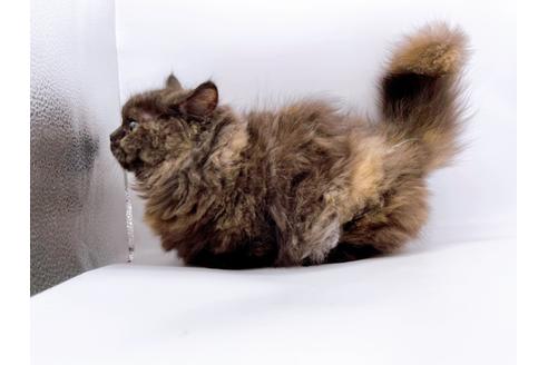 成約済の東京都のミヌエット-20242の3枚目