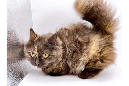 成約済の東京都のミヌエット-20242の2枚目